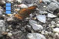 Scene 55e_Phyciodes on ground close-up